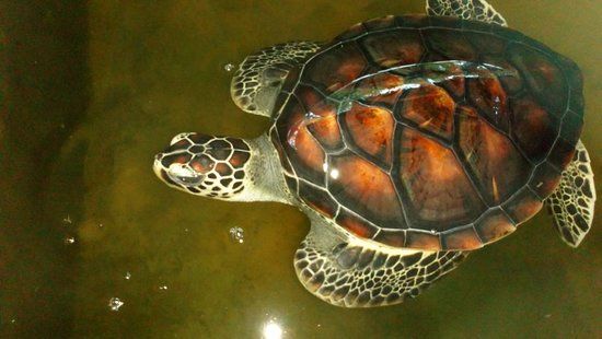 Ahungalla Sea Turtles Conservation Project